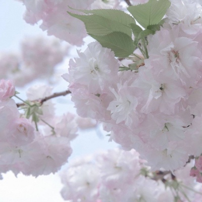 安宁福瑞交流群